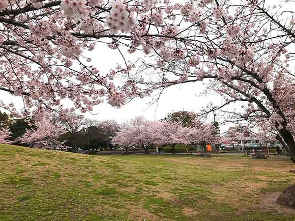 桜の花びらアップと園内の風景