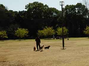 さくら広場で多数の犬と散歩する人