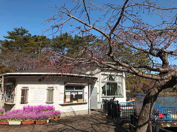 千葉公園のボート乗り場横のしだれ桜