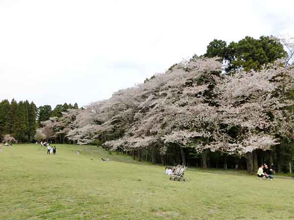 豪快に咲いた泉自然公園の桜