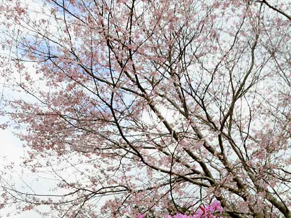 清和県民の森に咲いた桜