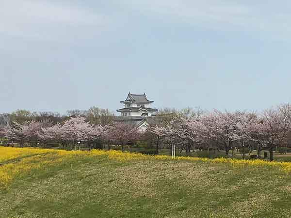 関宿城の景色と桜が咲く水辺