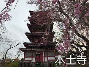 本土寺の五重塔と桜