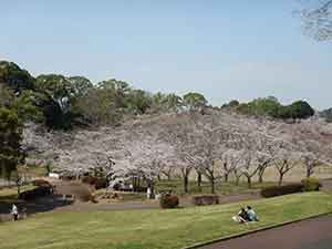 中台運動公園の斜面から見る豪快な桜