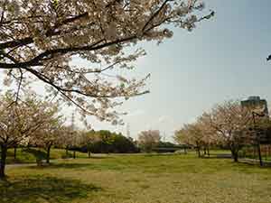 人が少ない広場に咲いた桜