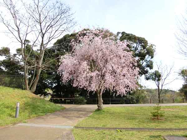 桜の脇に設けられた歩道
