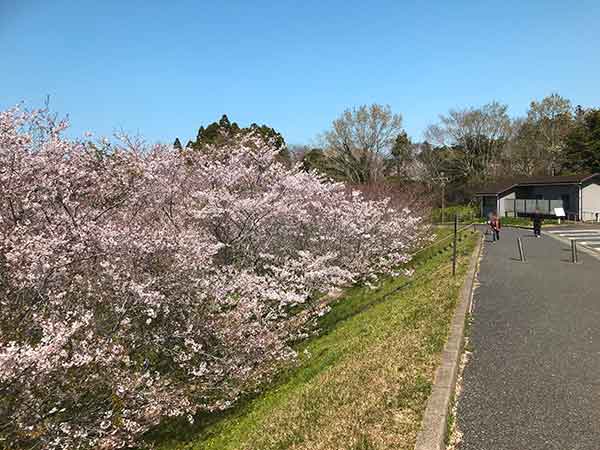 谷沿いに咲いているソメイヨシノ