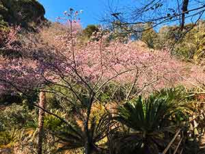 通路を塞ぐほど豪快に咲いた酒々井総合公園の桜