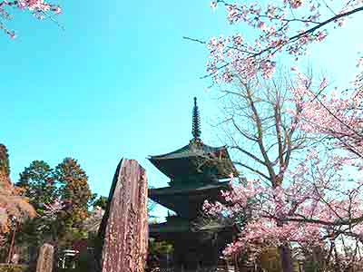 芝山横の観音教寺と桜