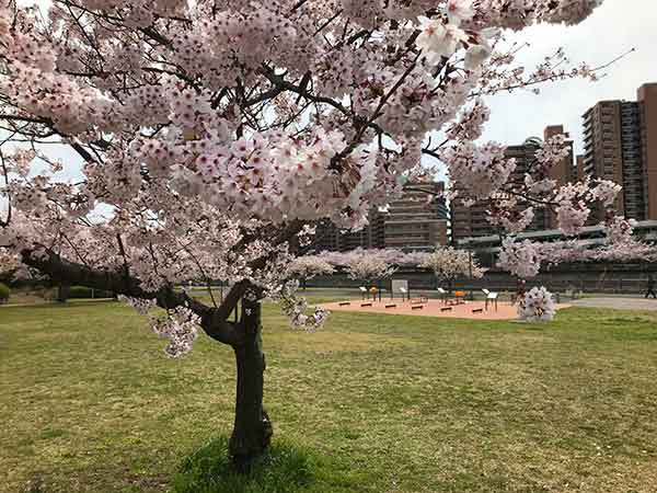 密度の高い桜と向かいのビル群