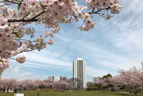 明海の丘公園の見事な桜と高層マンション