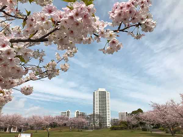 桜のアップと高層マンション