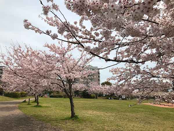明海の丘公園の芝生広場と桜