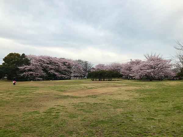芝生広場から見る桜並木