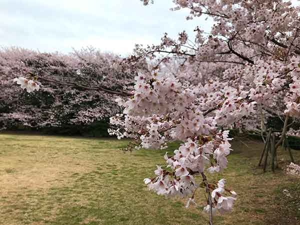 密度が濃い年季の入った桜