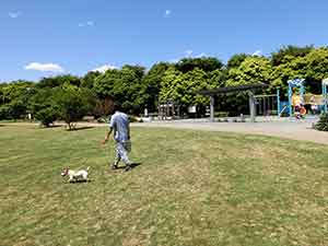わんこと歩くのに快適な芝生エリア
