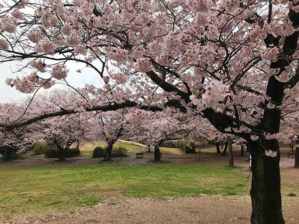 浦安富士の頂上に咲いた桜