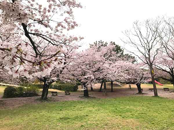 園内一面に咲いた桜