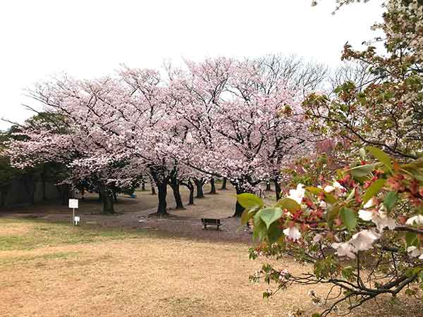 丘の上から見た桜の絶景
