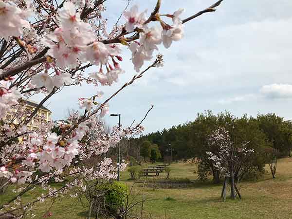 浦安市総合公園の貴重な桜