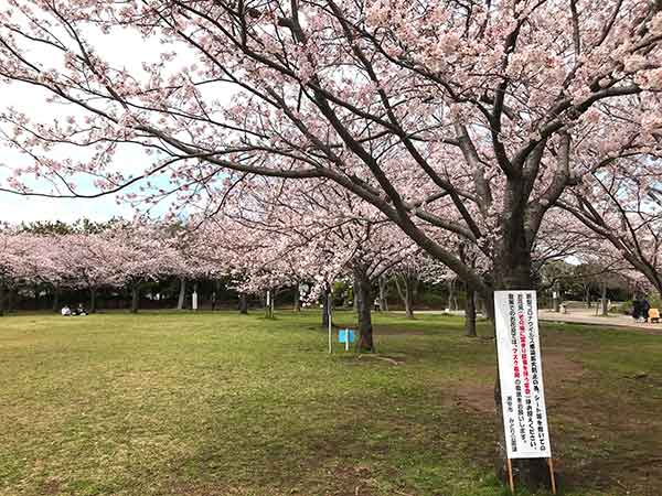 巨大な桜と宴会についての注意