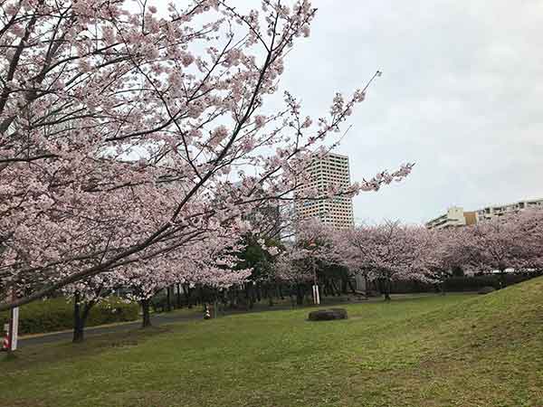 若潮公園の桜並木
