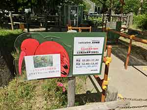 滅多に見られないトキを見るチャンス