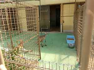 カンガルーなどと触れ合える