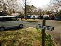 桜が咲く日本庭園駐車場