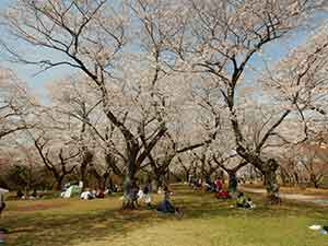 あけぼの山の巨大な桜