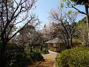 桜が見事な日本庭園
