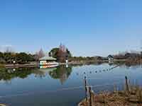 柏の葉公園の池とボート
