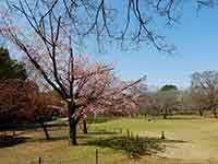 桜の木と進入禁止の柵