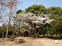 桜の脇のベンチ