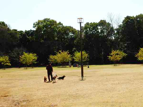 3頭の犬と散歩する人