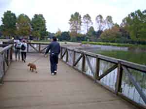 犬と散歩する人