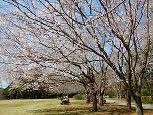 桜が咲き誇る芝生広場