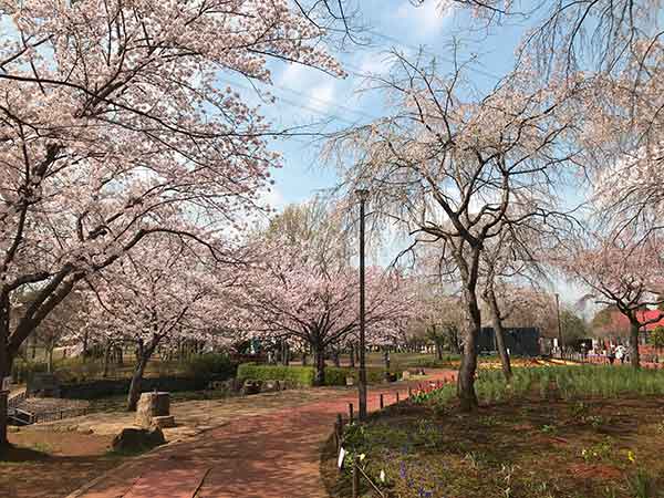 満開の北柏ふるさと公園の桜