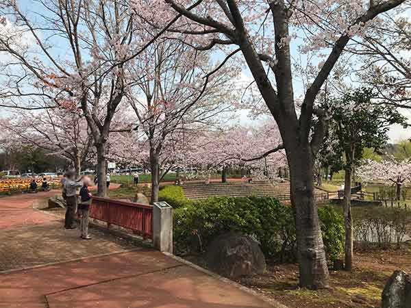 橋の上から桜を撮影する夫婦