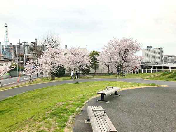 敷地の外れにある川辺のエリアの桜