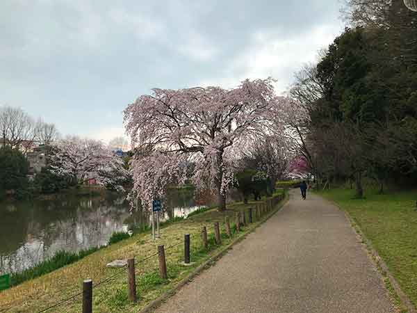 満開の桜とじゅん菜池緑地