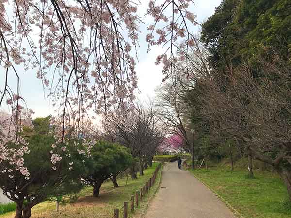 歩道の脇に咲く枝垂れ桜