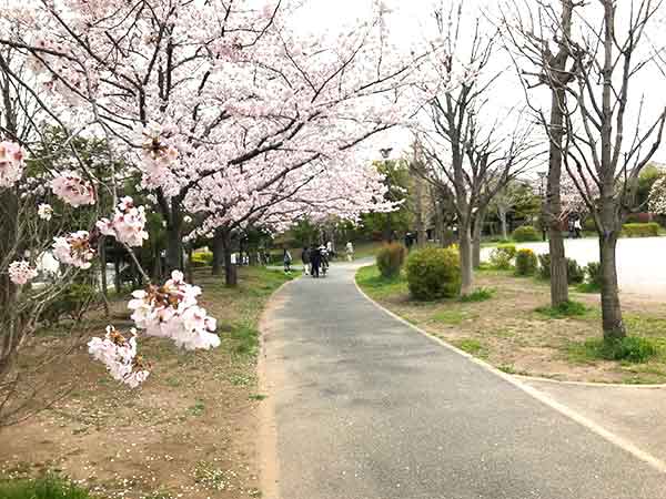 遊歩道沿いに咲いている桜