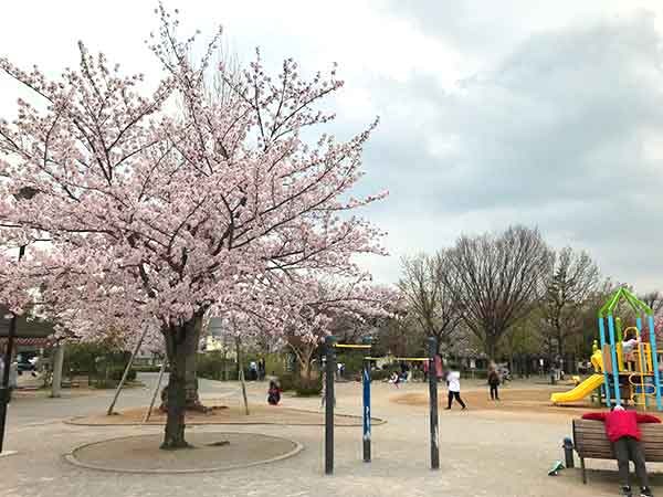 遊具周辺の桜