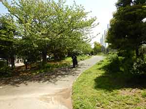 芝生の横の遊歩道