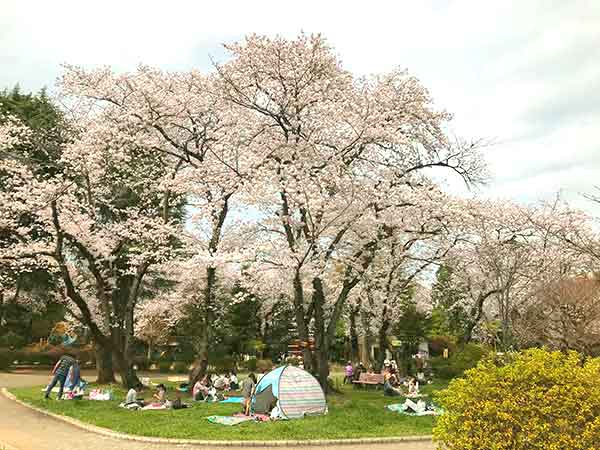巨大な桜の下で花見をする里見公園の観光客
