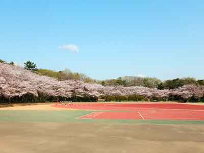 陸上競技所の周辺に咲く桜