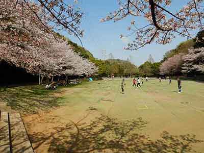 桜に囲まれた芝生広場で遊ぶ家族