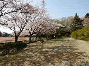 陸上競技所と桜