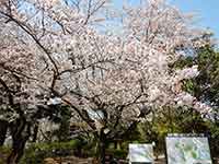 満開の桜